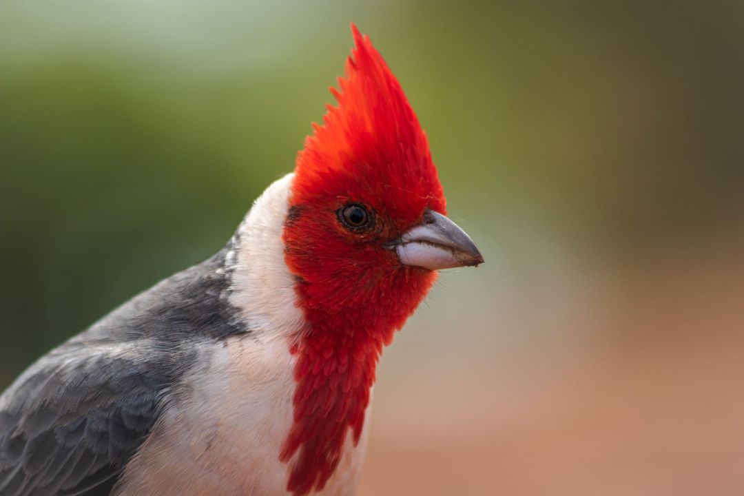 Asunción reúne a observadores de Sudamérica para descubrir la riqueza de aves de Paraguay